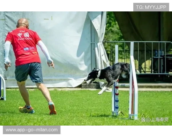 运动“萌宠”助威:场边“萌宠”精彩瞬间!